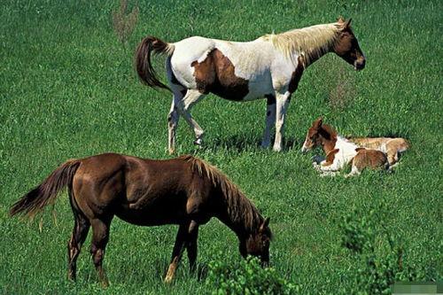 人在乡村扯犊子，珍兽找上门来了,珍兽降临，扯犊子成真