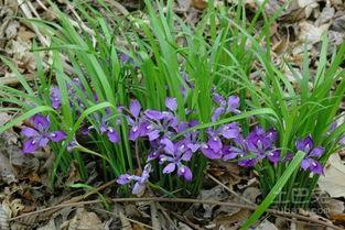 野兰花,大自然的神秘使者